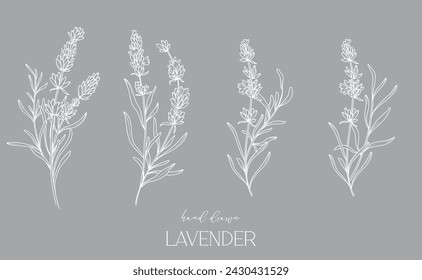 Dibujo de línea de lavanda. Ramos de flores en blanco y negro. Página para colorear flores. Ilustración de la línea fina de la lavanda. Flores dibujadas a mano Coloración Botánica. Invitación de boda flores
