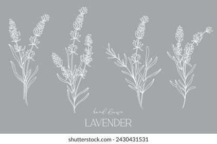 Lavender Line Drawing. Black and white Floral Bouquets. Flower Coloring Page. Floral Line Art. Fine Line Lavender illustration. Hand Drawn flowers. Botanical Coloring. Wedding invitation flowers
