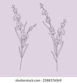 Lavender Line Drawing. Outline Lavender illustration. Hand Drawn lavener. Black and white Flowers. Monochrome Floral Line Art.  Botanical Coloring. Lavender Wedding