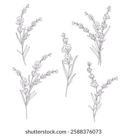 Lavender Line Drawing. Outline Lavender illustration. Hand Drawn lavener. Black and white Flowers. Monochrome Floral Line Art.  Botanical Coloring. Lavender Wedding