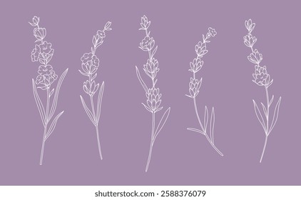 Lavender Line Drawing. Outline Lavender illustration. Hand Drawn lavener. Black and white Flowers. Monochrome Floral Line Art.  Botanical Coloring. Lavender Wedding