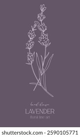 Lavender Line Drawing. Outline Lavender illustration. Hand Drawn lavener. Black and white Flowers. Monochrome Floral Line Art.  Botanical Coloring. Lavender Wedding