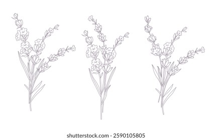 Lavender Line Drawing. Outline Lavender illustration. Hand Drawn lavener. Black and white Flowers. Monochrome Floral Line Art.  Botanical Coloring. Lavender Wedding