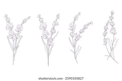 Lavender Line Drawing. Outline Lavender illustration. Hand Drawn lavener. Black and white Flowers. Monochrome Floral Line Art.  Botanical Coloring. Lavender Wedding