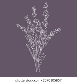 Lavender Line Drawing. Outline Lavender illustration. Hand Drawn lavener. Black and white Flowers. Monochrome Floral Line Art.  Botanical Coloring. Lavender Wedding