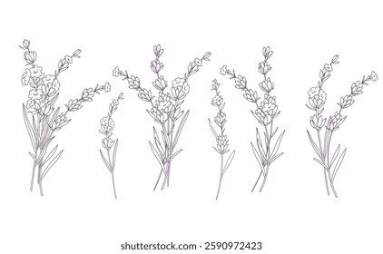 Lavender Line Drawing. Outline Lavender illustration. Hand Drawn lavener. Black and white Flowers. Monochrome Floral Line Art.  Botanical Coloring. Lavender Wedding