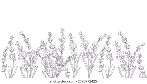 Lavender Line Drawing. Outline Lavender illustration. Hand Drawn lavener. Black and white Flowers. Monochrome Floral Line Art.  Botanical Coloring. Lavender Wedding