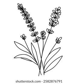 Lavender. Linear hand drawing. Provence floral decor hand drawn, Vector illustration