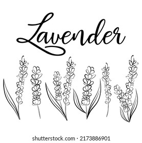 Lavender logo. Black lavender collection with leaves. Lavender flower black and white vector sketch. Herbs doodle botanical icon. Modern simple style. Vector illustration isolated on white background.