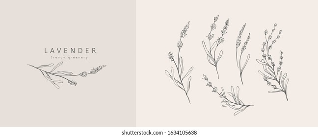 Lavender logo and branch. Hand drawn wedding herb, plant and monogram with elegant leaves for invitation save the date card design. Botanical rustic trendy greenery vector illustration - Shutterstock ID 1634105638