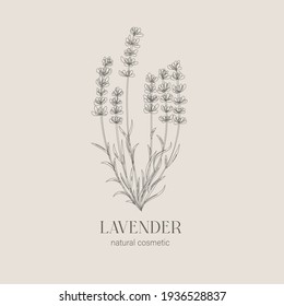 Logo et branche du prêteur. Herbe de mariage dessinée à la main, plante et monogramme pour invitation, enregistrer la date, la conception de la carte. Illustration vectorielle botanique rustique et tendance.