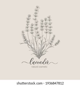 Logo et branche du prêteur. Herbe de mariage dessinée à la main, plante et monogramme pour invitation, enregistrer la date, la conception de la carte. Illustration vectorielle botanique rustique et tendance.