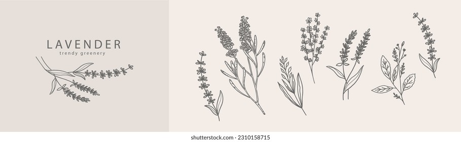 Logo y rama de lavanda. Hierba de bodas, planta y monograma dibujados a mano con hojas elegantes para invitación ahorran el diseño de la tarjeta de fecha. Verdor botánico de moda