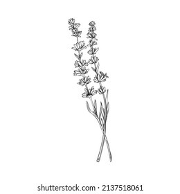 Lavender logo element and decorative single branch, hand drawn vector illustration isolated on white background. Aromatic decorative Lavender herb or plant.