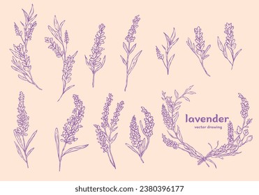 conjunto dibujado a mano con el logotipo de lavanda, botánico vintage, colección de ramos de hierbas 