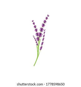 Vorlage für Lavendel-Logo, Vektorsymbol