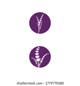 Vorlage für Lavendel-Logo, Vektorsymbol