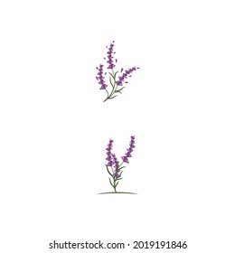 Vorlage für Lavendel-Logo, Vektorsymbol