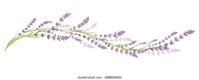 Lavender -- narrow banner. Long border with flowers and leaves, vector illustration, design element.	