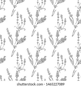 lavender natural hand drawn pattern white and black illustration. Herbal botanical  decoration background
