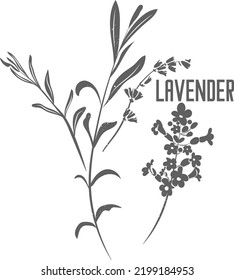 Hojas de lavanda officinalis y silueta vectorial de flores. Esquema herbario medicinal de lavanda en inglés. Lavandula angustifolia silhouette ilustración para productos farmacéuticos y cosmetología. Lavandula vera