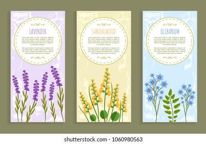 Lavender and olibanum set of covers with headlines and text sample, herbs collection, covers herbs vector illustration isolated on white background