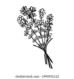 Lavender on isolated white background. Lavender cute flower. Provence clipart. 