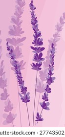 Lavender on pink background. Lavender flowers, aromatherapy, purple flowers