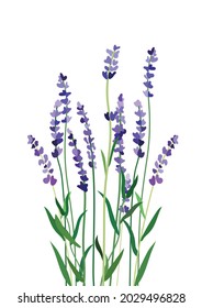 lavender on a White background.Eps 10 vector.