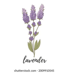 
lavender on a white background. Lilac lavender