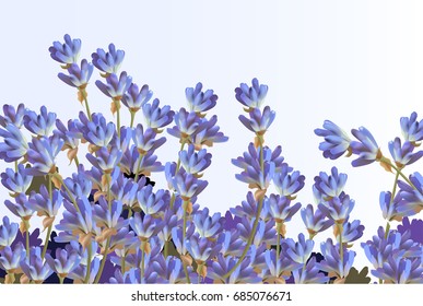 Lavender on white background. Vector detailed realistic flowers
