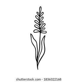 Lavender outline hand drawn element. Herbs doodle botanical icon lavender for logo. Herbal and meadow plant, grass. Modern simple style. Vector illustration isolated on white background.