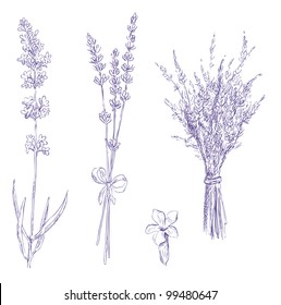 Lavender Pencil Drawing Vector Set