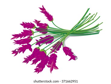 lavender plant