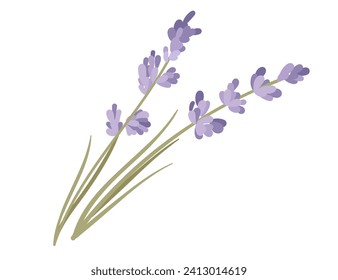 Ilustración vectorial de aroma vegetal de lavanda aislada en fondo blanco