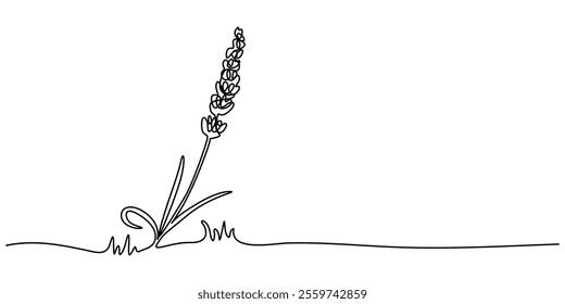 Lavender plant bunch, branch vector illustration. One continuous line drawing illustration with lettering organic lavender, Single one line drawing Lavender flower. Beautiful flower concept. 