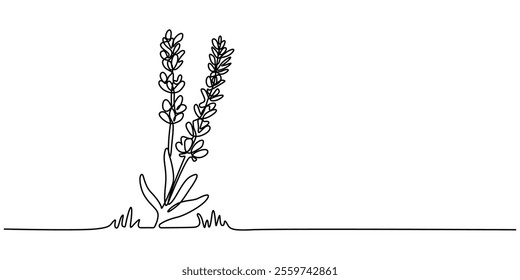 Lavender plant bunch, branch vector illustration. One continuous line drawing illustration with lettering organic lavender, Single one line drawing Lavender flower. Beautiful flower concept. 