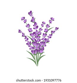 Lavender Plant Flowers Bunch Icon, Isolated On White Background. Vector Illustration