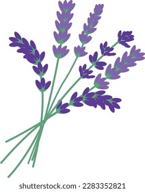 lavender plant flowers bunch in white background.