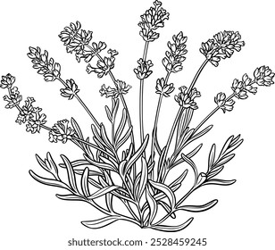 Planta de lavanda com flores esboço ilustração.