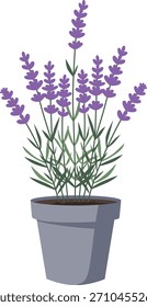 Lavender plant in a gray pot, featuring purple flowers and green leaves, isolated on a white background.
