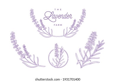 lavender plant hand drawn illustration set