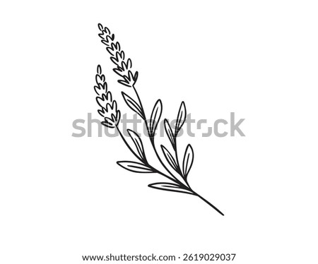 Lavender plant icon doodle hand drawn. Outline Lavender line drawing clipart symbol. Vector illustration