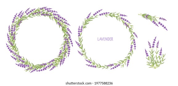 Lavender plant set. lavender bouquets and Two wreaths Vector flat grass lavender. Lavender flowers For label, packaging, card, invitations, save date. Healing and cosmetics herb. Medical plant