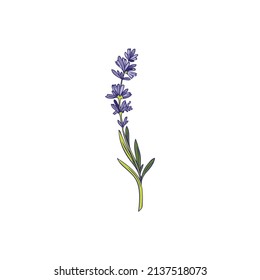 Planta de lavanda ramificación simple con flores y hojas estrechas ilustración vectorial dibujada a mano aislada en fondo blanco. Flores de lavanda para el diseño cosmético y de tarjetas.