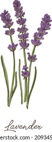 Lavendel - Pflanze. Skizzenhafte, handgezeichnete Vektorgrafik.