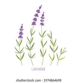 Lavender plant. Vector flat grass lavender Illustration. Lavender flower collection isolated. For label, packaging, card. Healing and cosmetics herb. Medical plant. For natural and organic products.