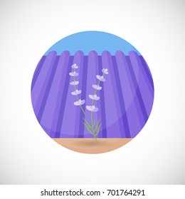 Lavender plant vector flat icon, Flat design of aromatic plant, beauty product ingredient, herb on the lavender field and sky background, vector concept illustration with shadows