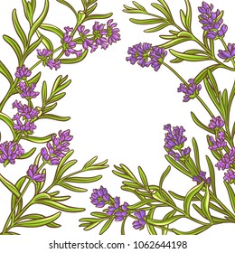 lavender plant vector frame