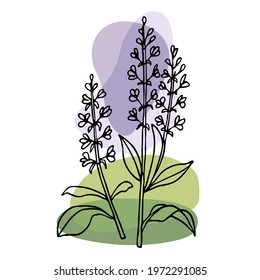 Lavender plant. Vector hand drawn grass lavender Illustration. Vintage sketch element for labels, packaging and card. Healing and cosmetics herb. Medical plant. For natural and organic products.